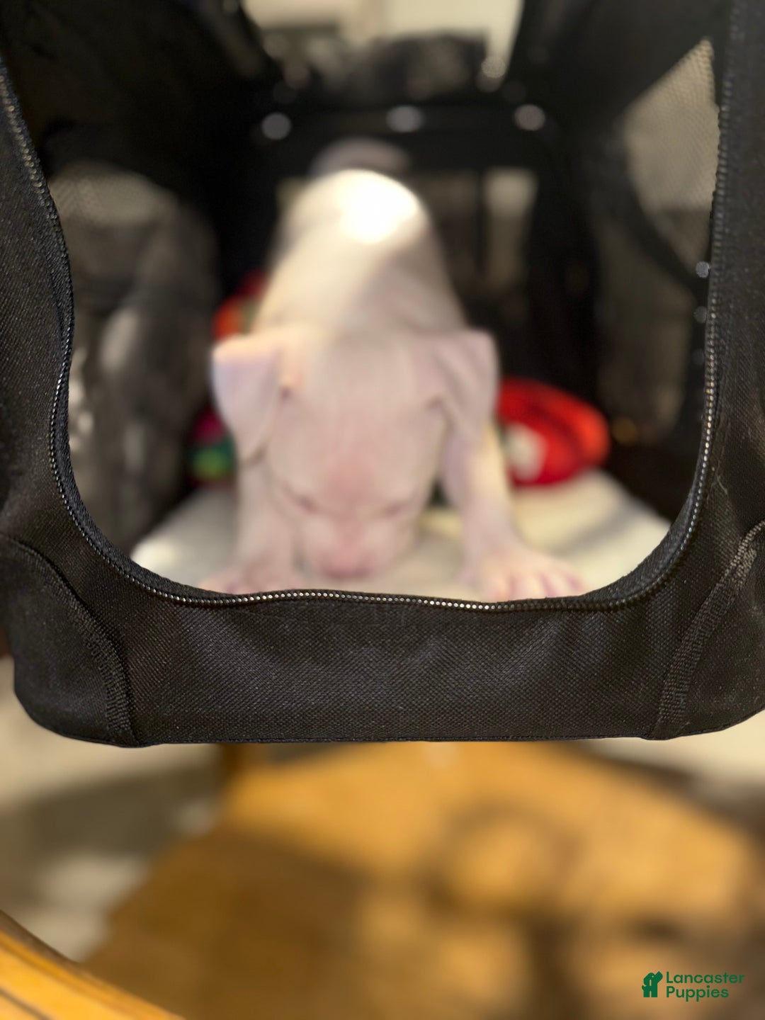 American Bully dogs for sale: Blanca - Ad 5