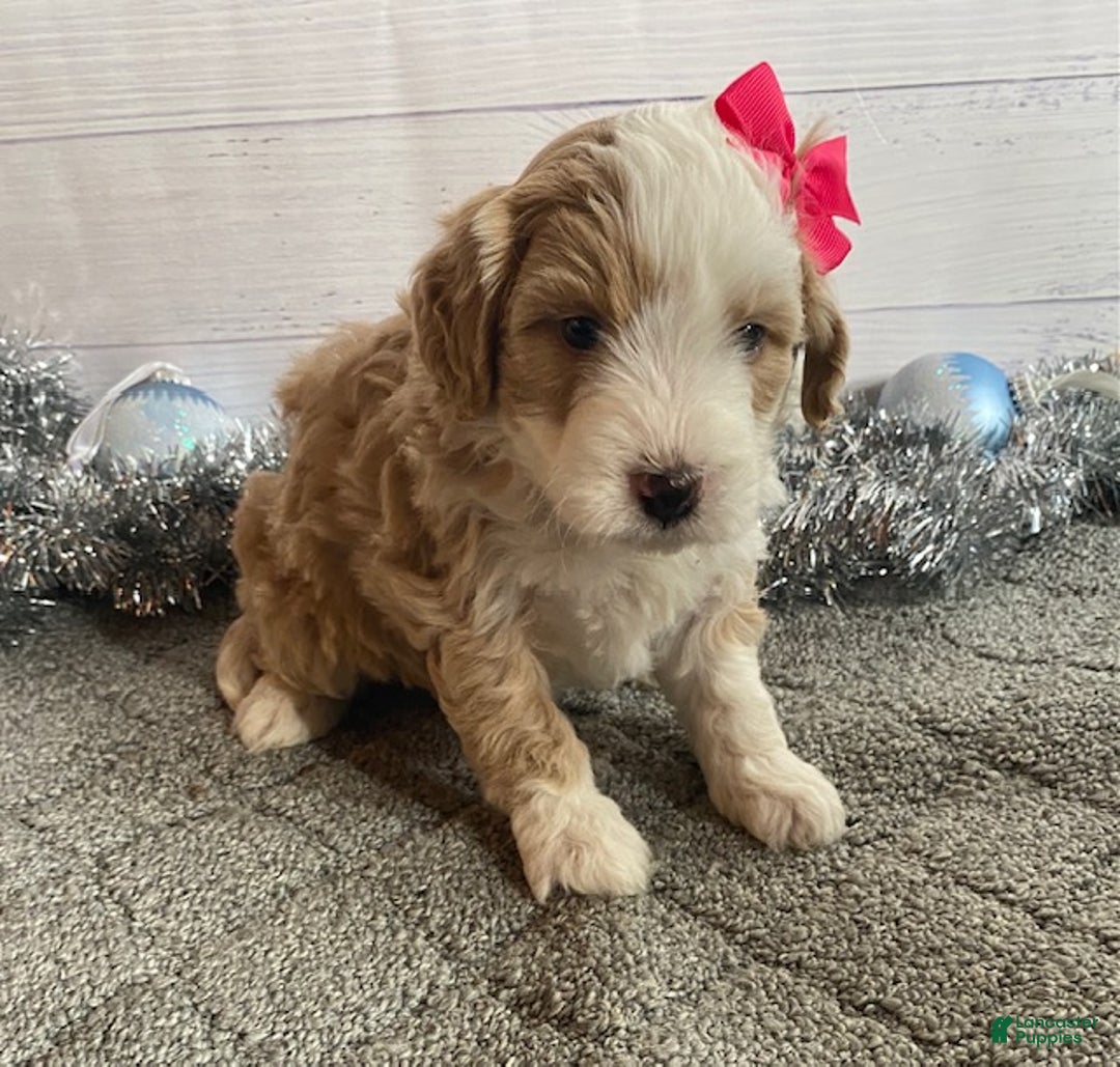 Mini Bernedoodle dogs for sale: Sandy - Ad 4