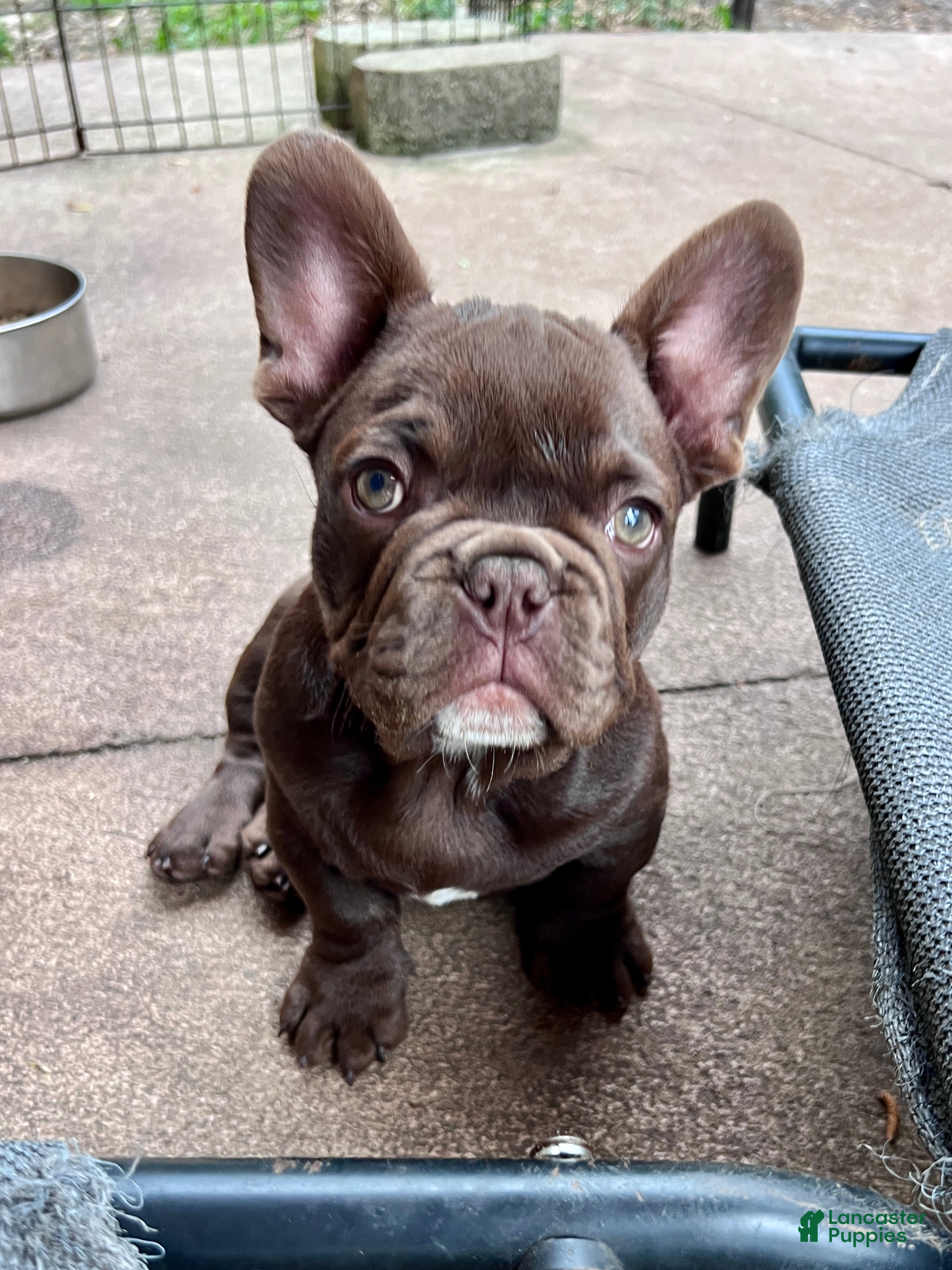 French Bulldog dogs Gucci - Ad 2