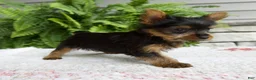 Yorkshire Terrier dogs for sale: Tiny - Ad 4