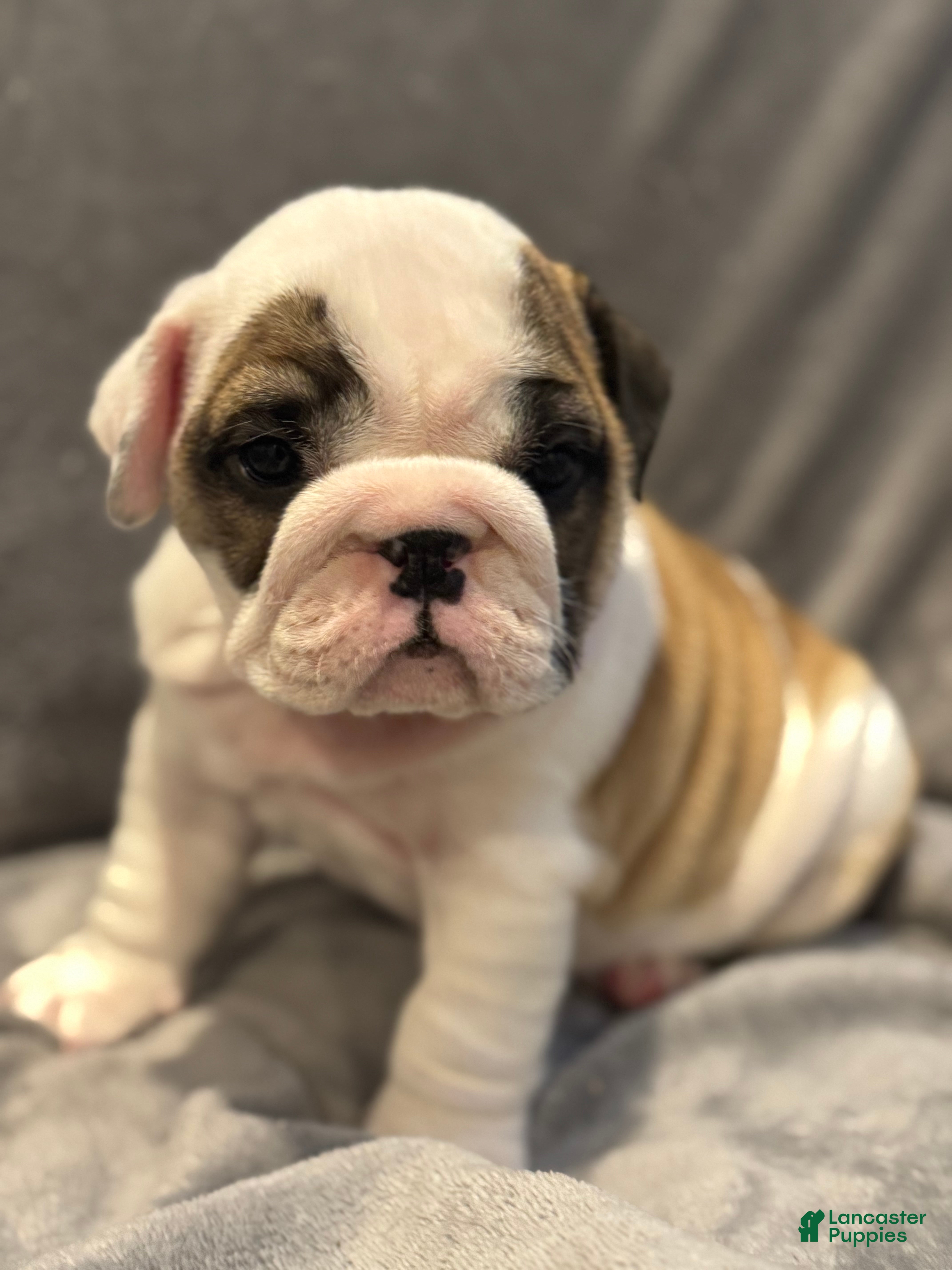 English Bulldog dogs English Bulldog 2 - Ad 2