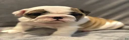 English Bulldog dogs for sale: English Bulldog 2 - Ad 2