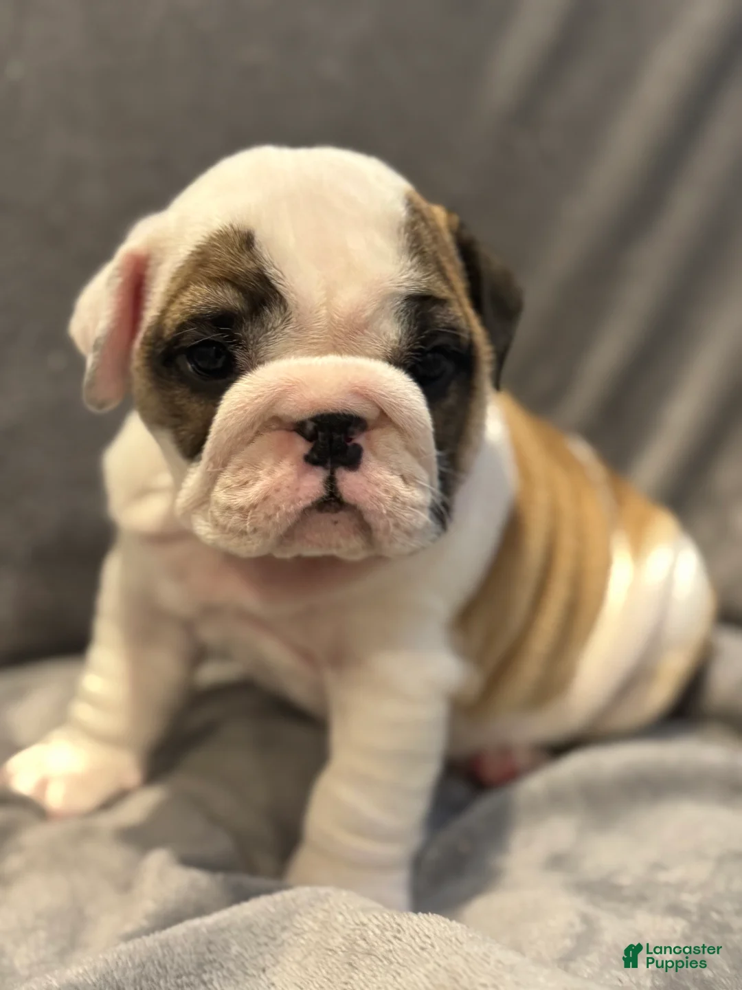 English Bulldog dogs for sale: English Bulldog 2 - Ad 2
