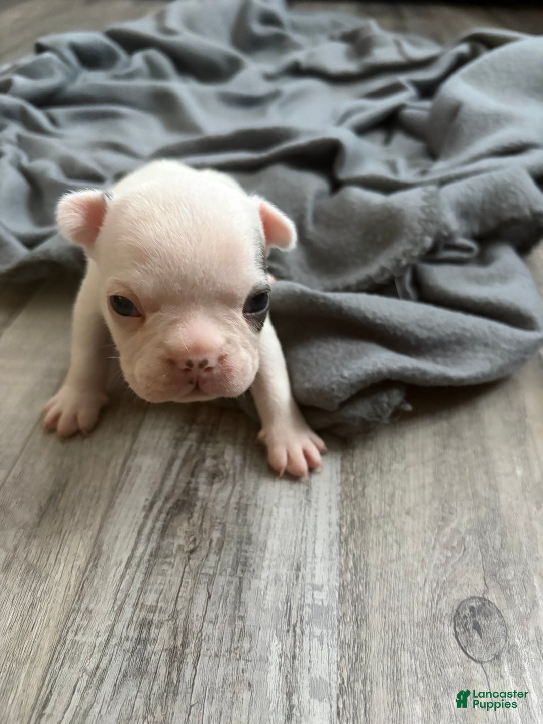 French Bulldog dogs for sale: French Bulldog Puppy 3 - Ad 1