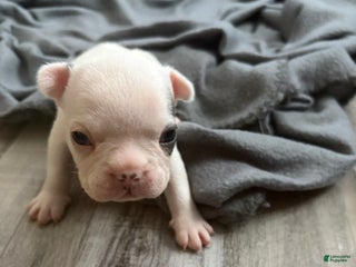 French Bulldog dogs French Bulldog Puppy 3 - Ad 22