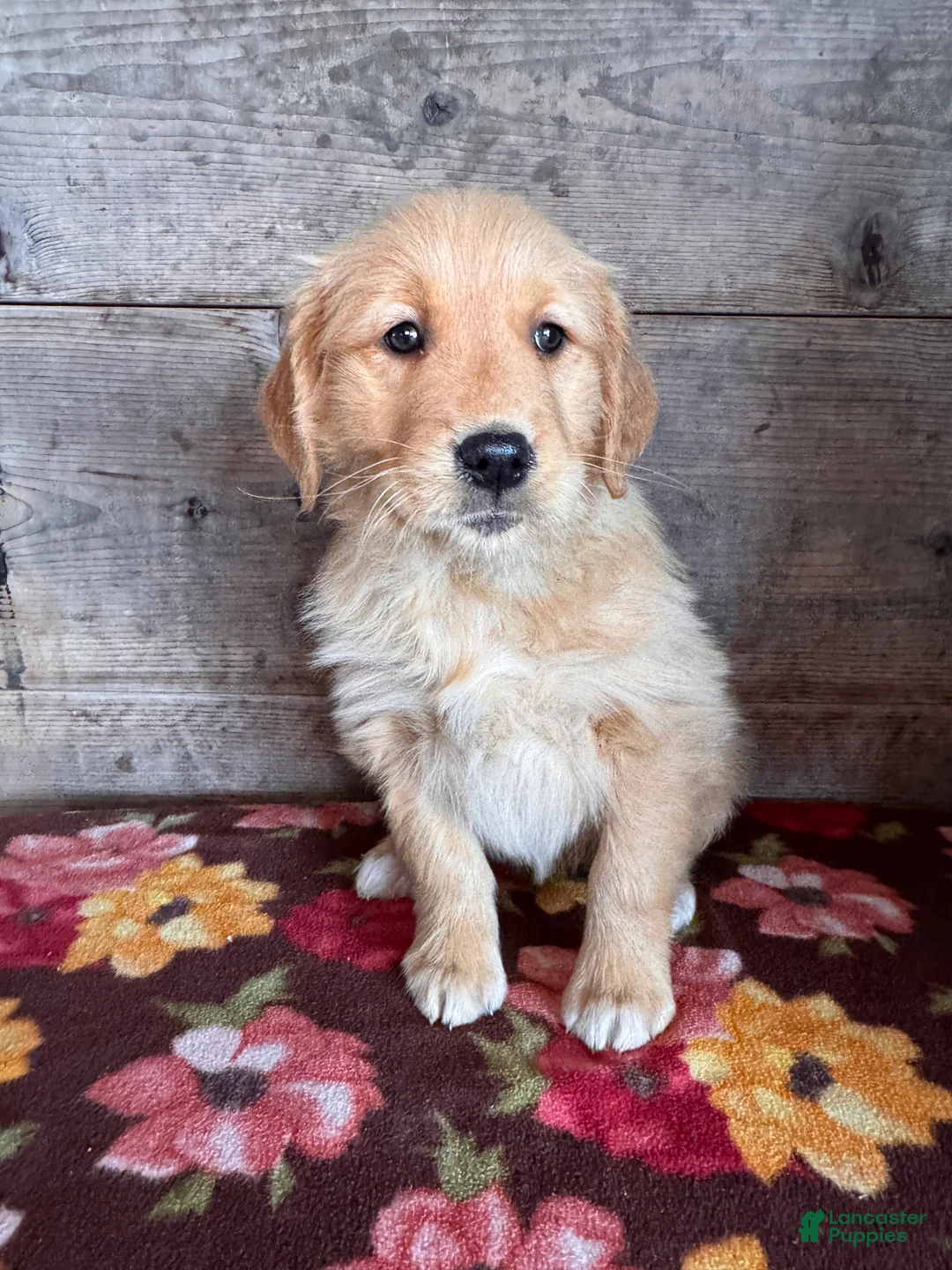 Golden Retriever dogs for sale: Golden Retriever Puppy 2 - Ad 8