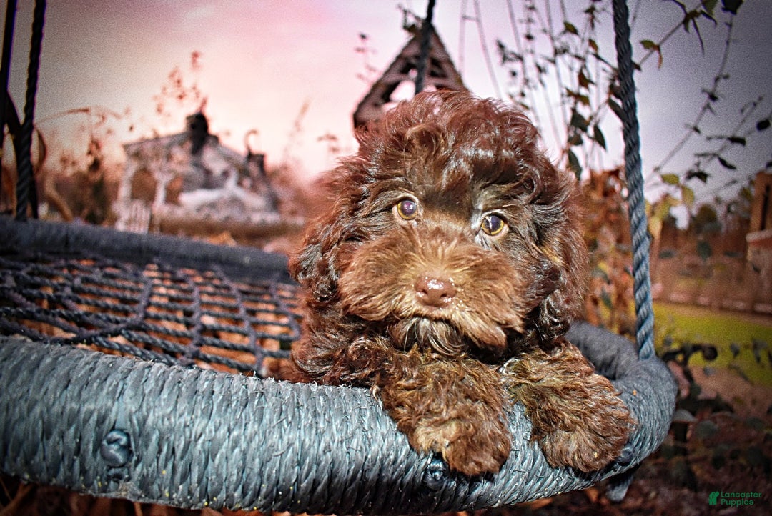 Havapoo dogs for sale: Yogi - Ad 1