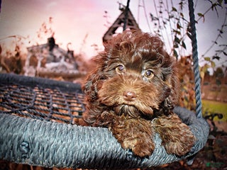 Havapoo dogs Yogi - Ad 10