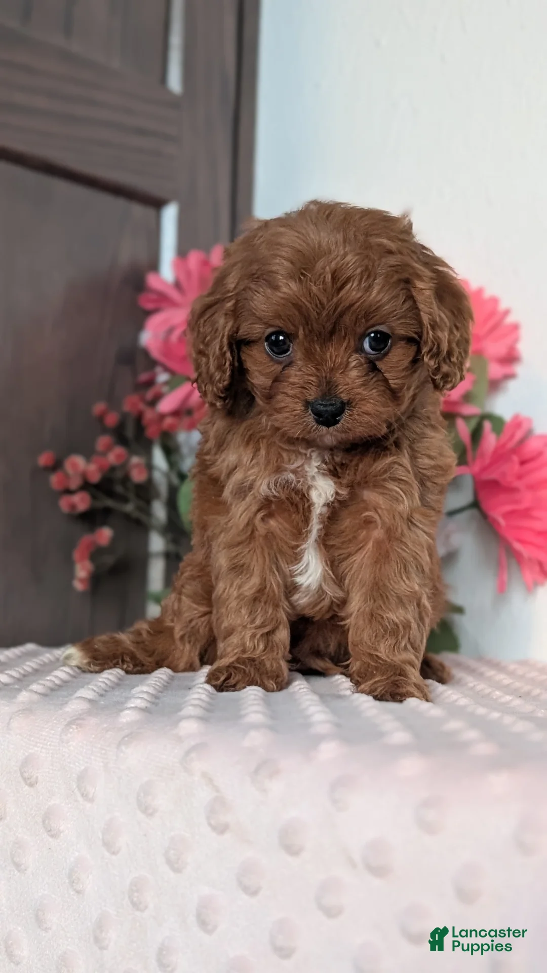 Cavapoo dogs for sale: Tessa - Ad 6
