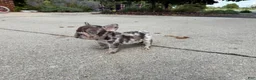 French Bulldog dogs for sale: Small Female Isabella Merle Puppy: - Ad 9