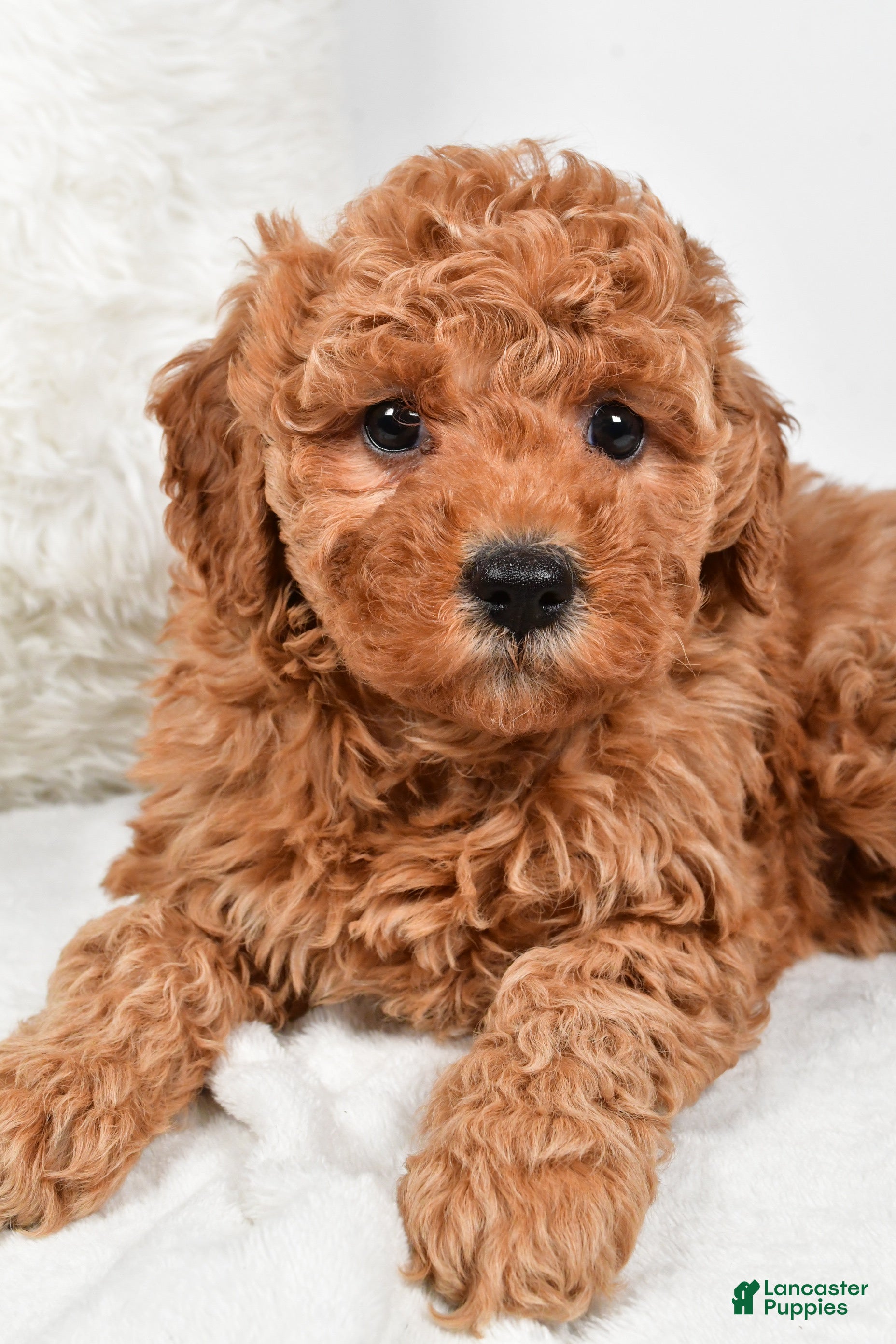 Mini Goldendoodle dogs Callie - Ad 22