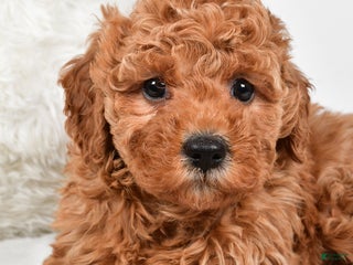Mini Goldendoodle dogs Callie - Ad 22