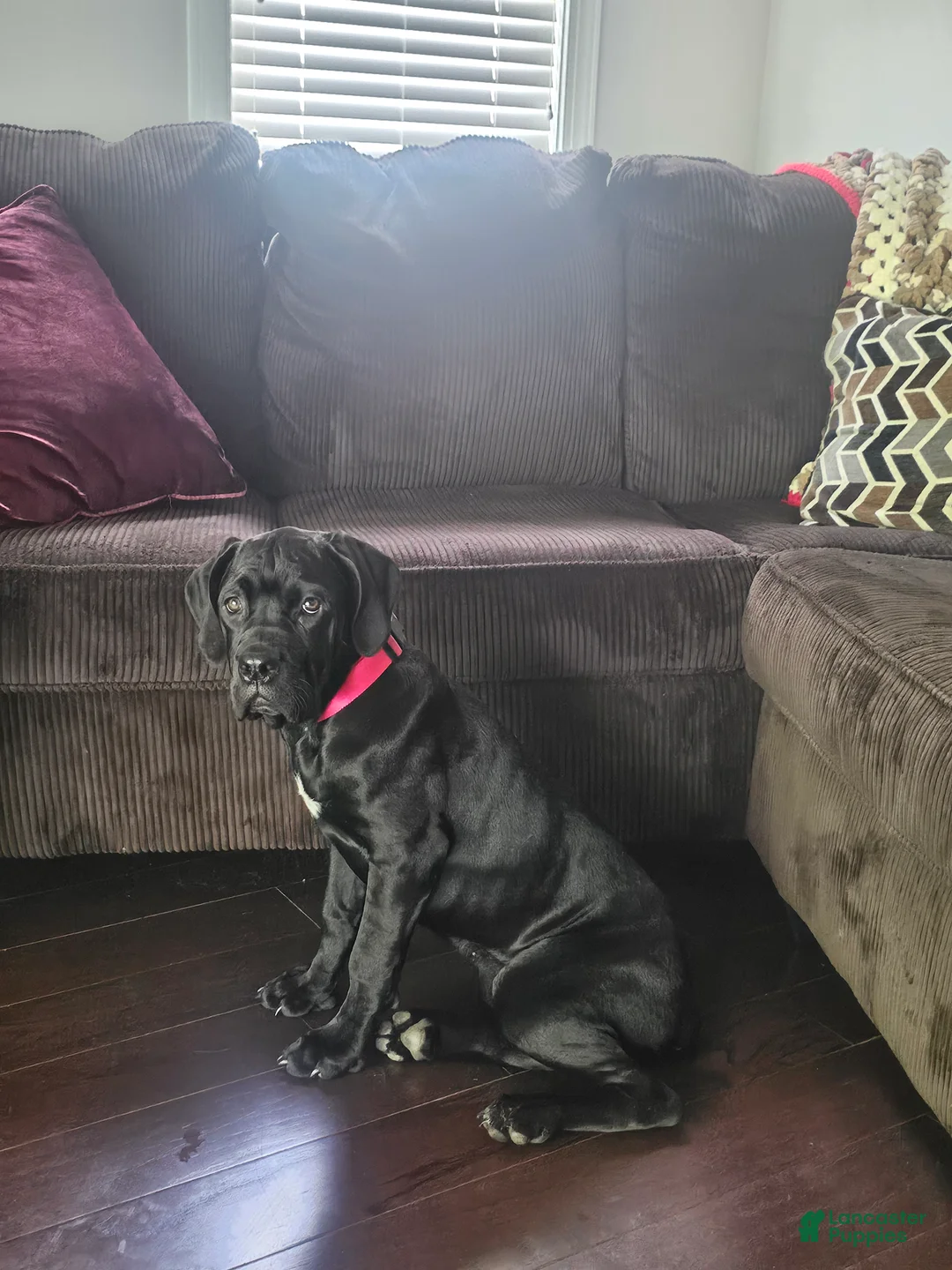 Cane Corso dogs for sale: Cane Corso Puppy - Ad 2