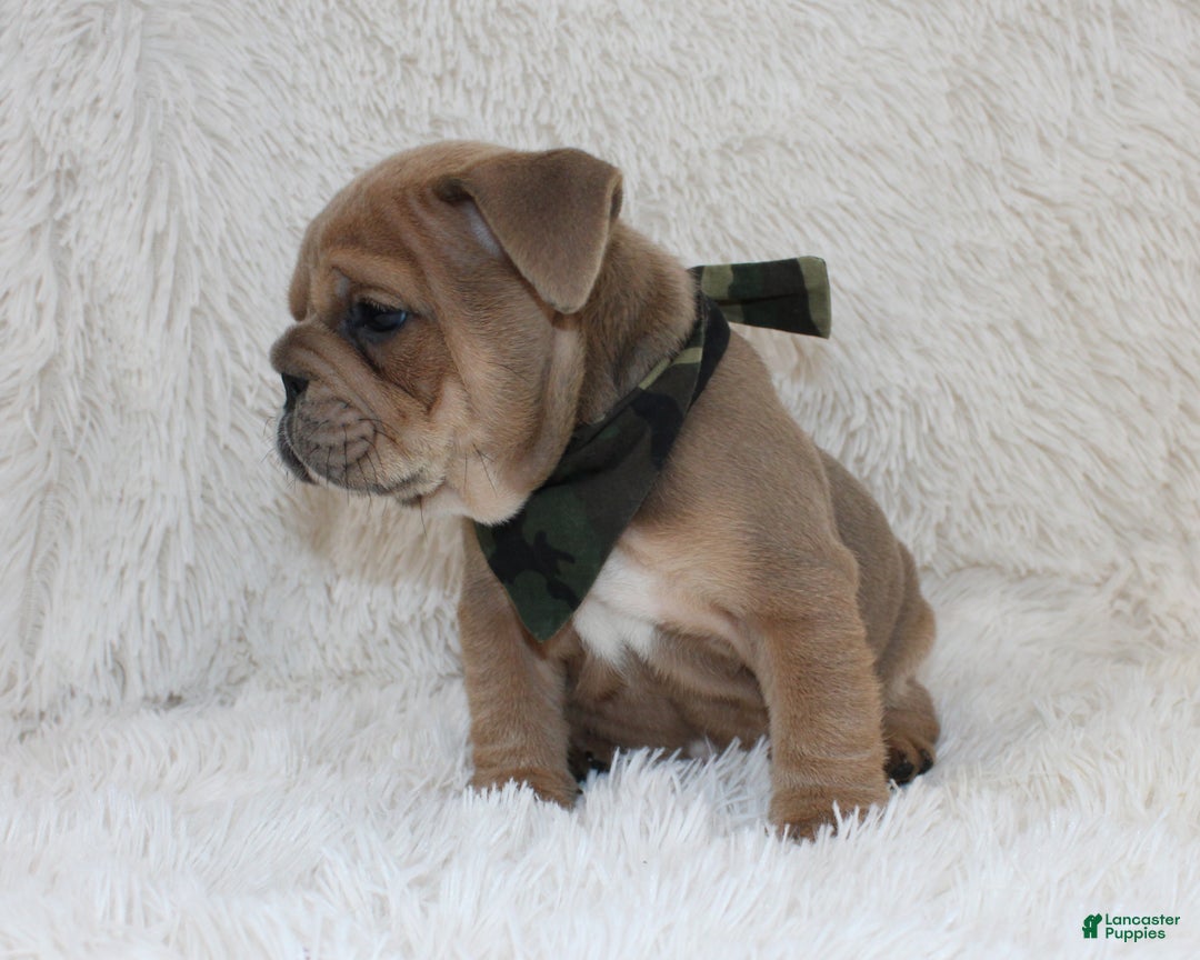 English Bulldog dogs for sale: Cash - Ad 6