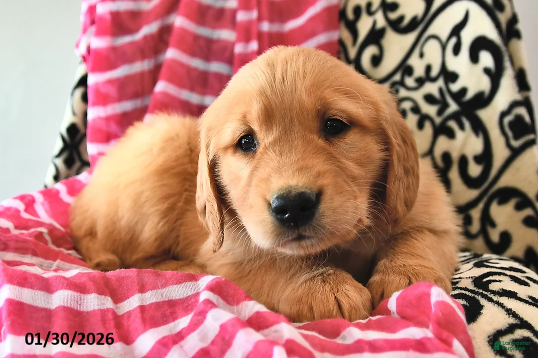 Golden Retriever dogs for sale: Sweetheart - Ad 1