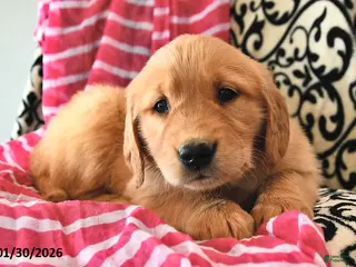 Golden Retriever dogs Sweetheart - Ad 23