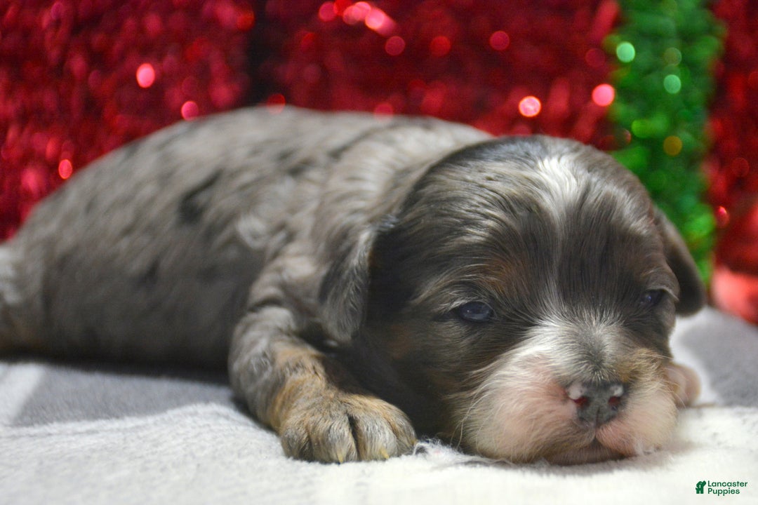 Cavapoo dogs for sale: Cavapoo Puppy 1 Captain - Ad 3