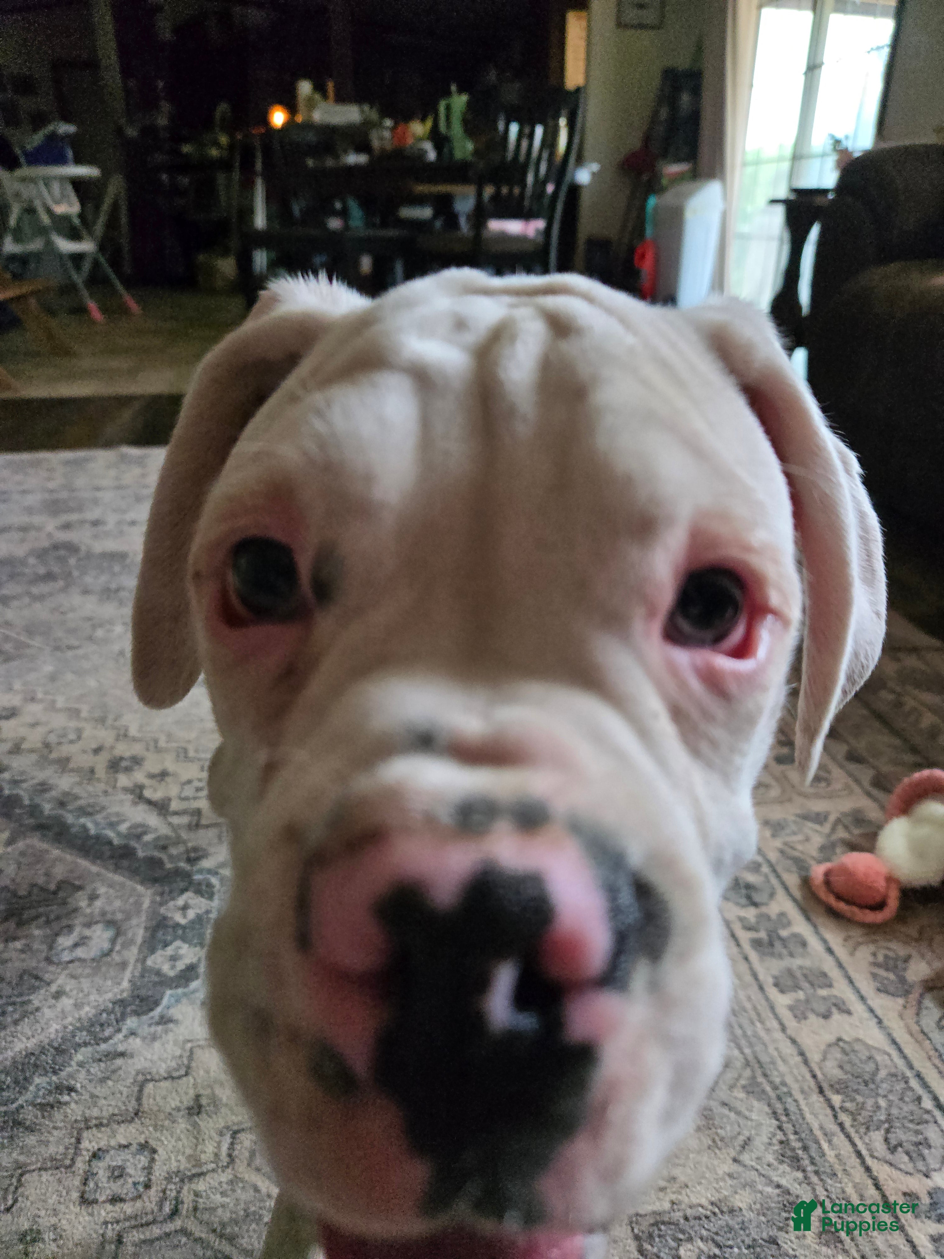 Boxer dogs Sam - Ad 1