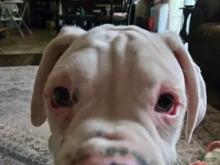 Boxer dogs for sale: Sam - Ad 1