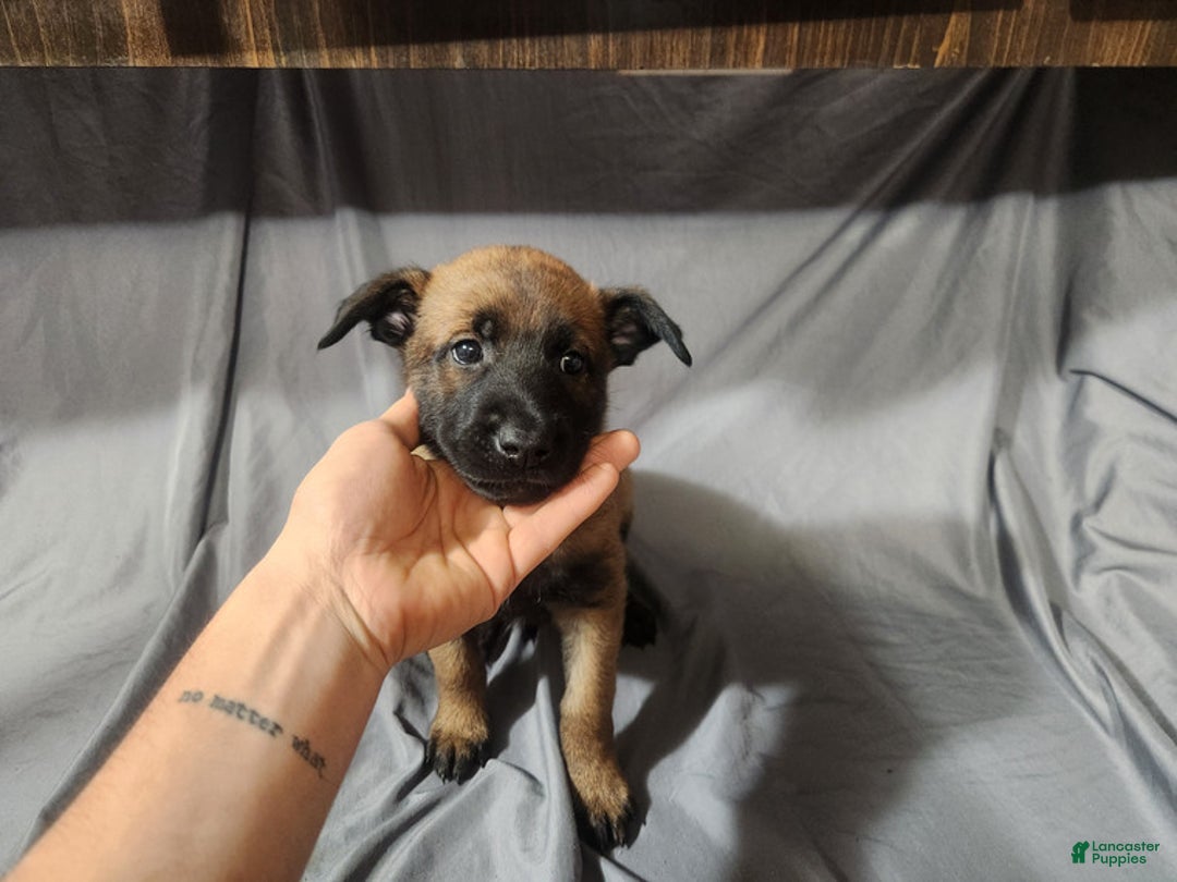 Belgian Malinois dogs for sale: Light Green (Magenta) - Ad 6