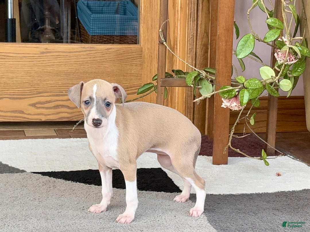 Italian Greyhound dogs for sale: Trina - Ad 14