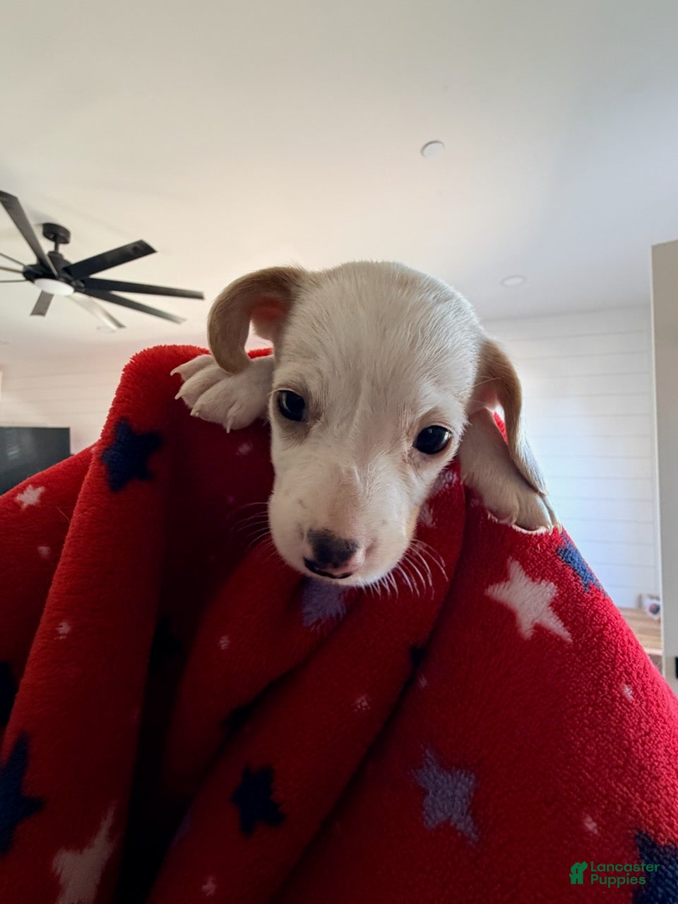 Miniature Dachshund dogs for sale: Franklin - Ad 4