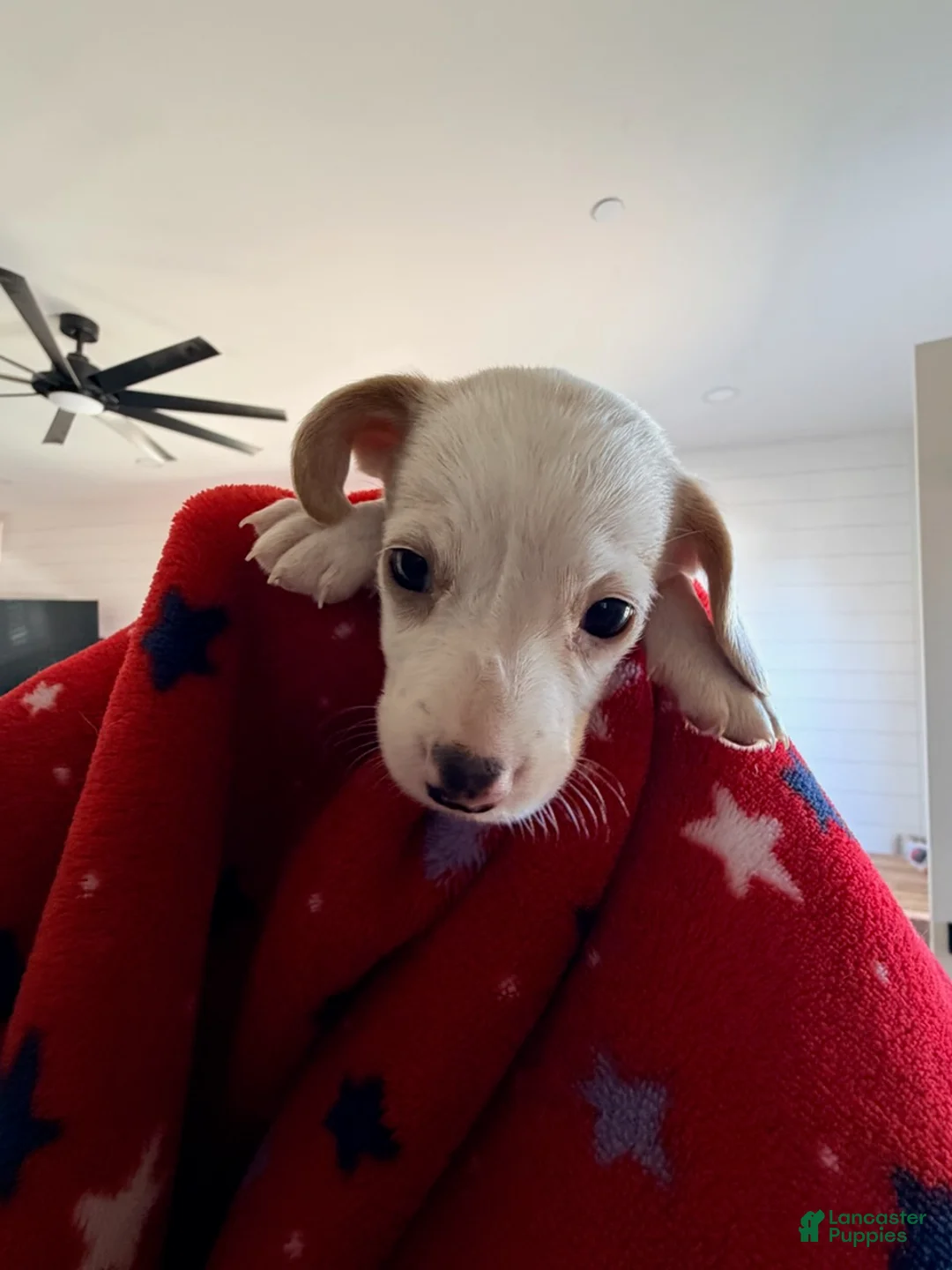 Miniature Dachshund dogs for sale: Franklin - Ad 1