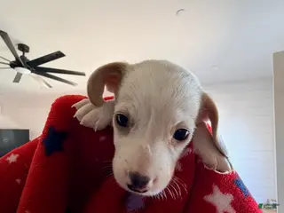 Miniature Dachshund dogs for sale: Franklin - Ad 4