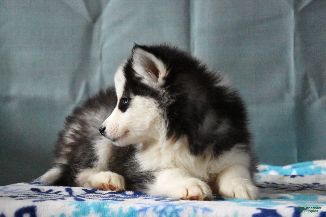 Siberian Husky dogs for sale: Brinley - Ad 3