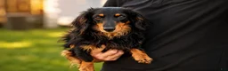 Miniature Dachshund dogs for sale: MURPHY - Ad 18