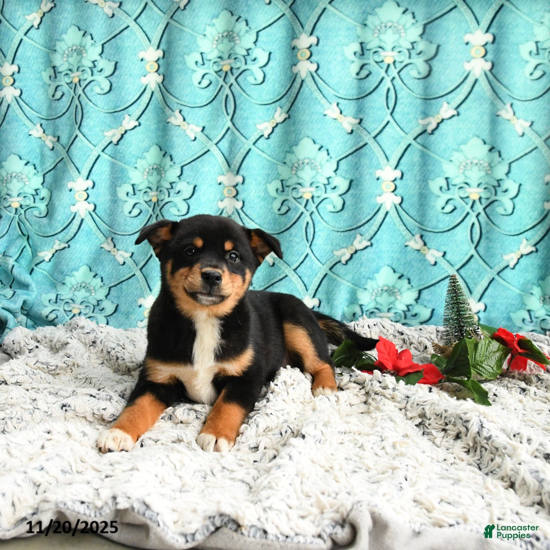 Mixed Breed dogs for sale: Millie - Ad 2