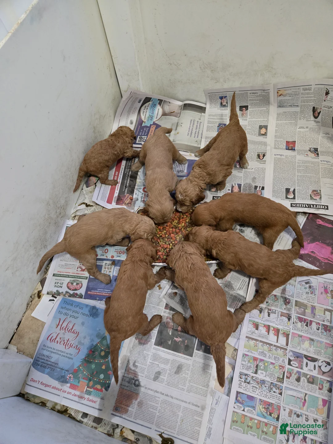 Goldendoodle dogs for sale: Goldendoodle Puppy 8 - Ad 1