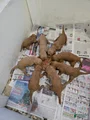 Goldendoodle Puppy 8