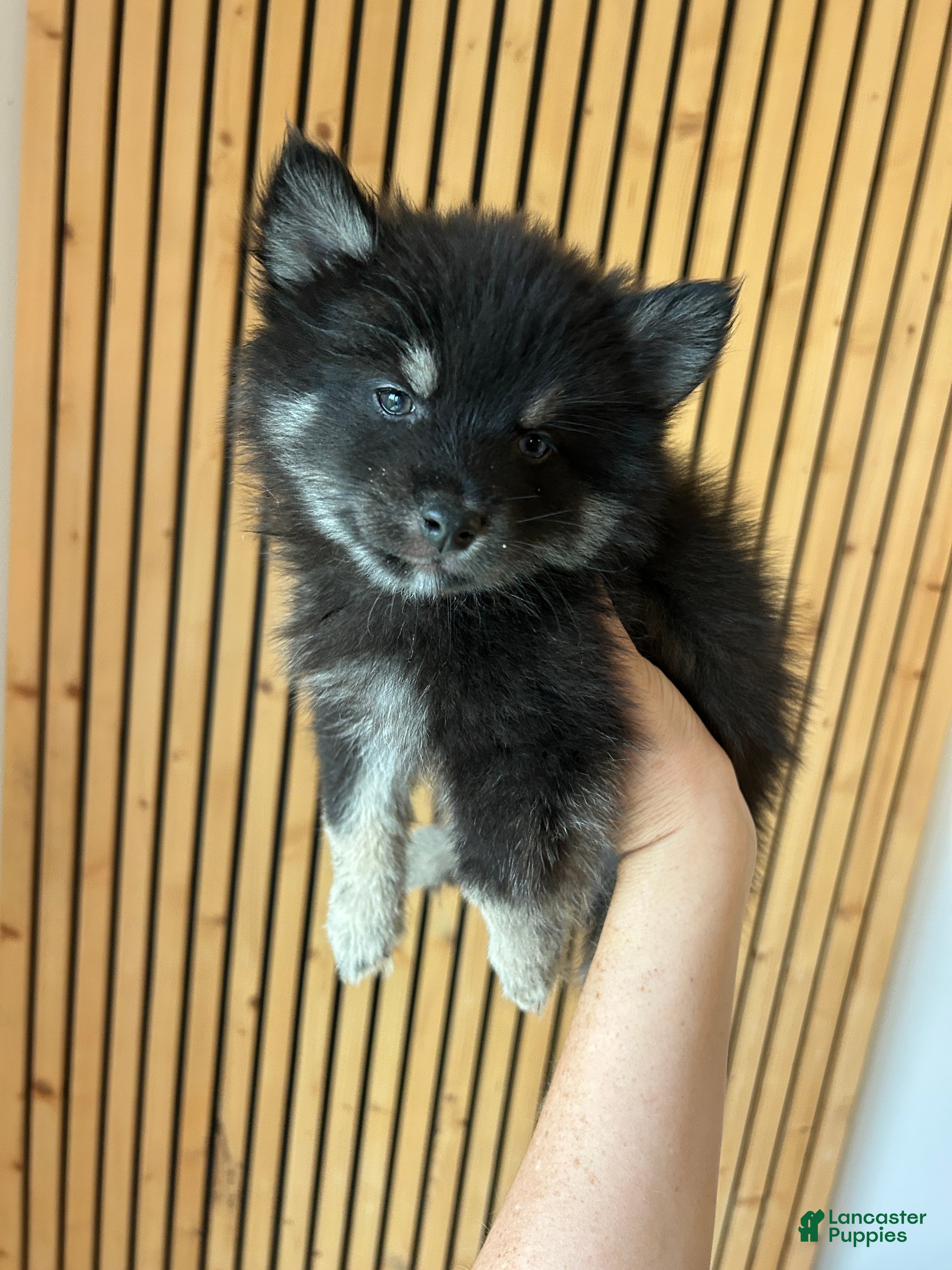 Pomsky dogs Oreo Micro/Teacup Pomsky - Ad 6