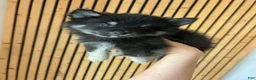 Pomsky dogs for sale: Oreo Micro/Teacup Pomsky - Ad 1
