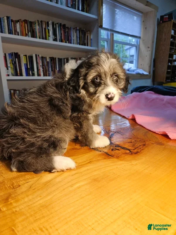 Mixed Breed dogs Cloud - Ad 2