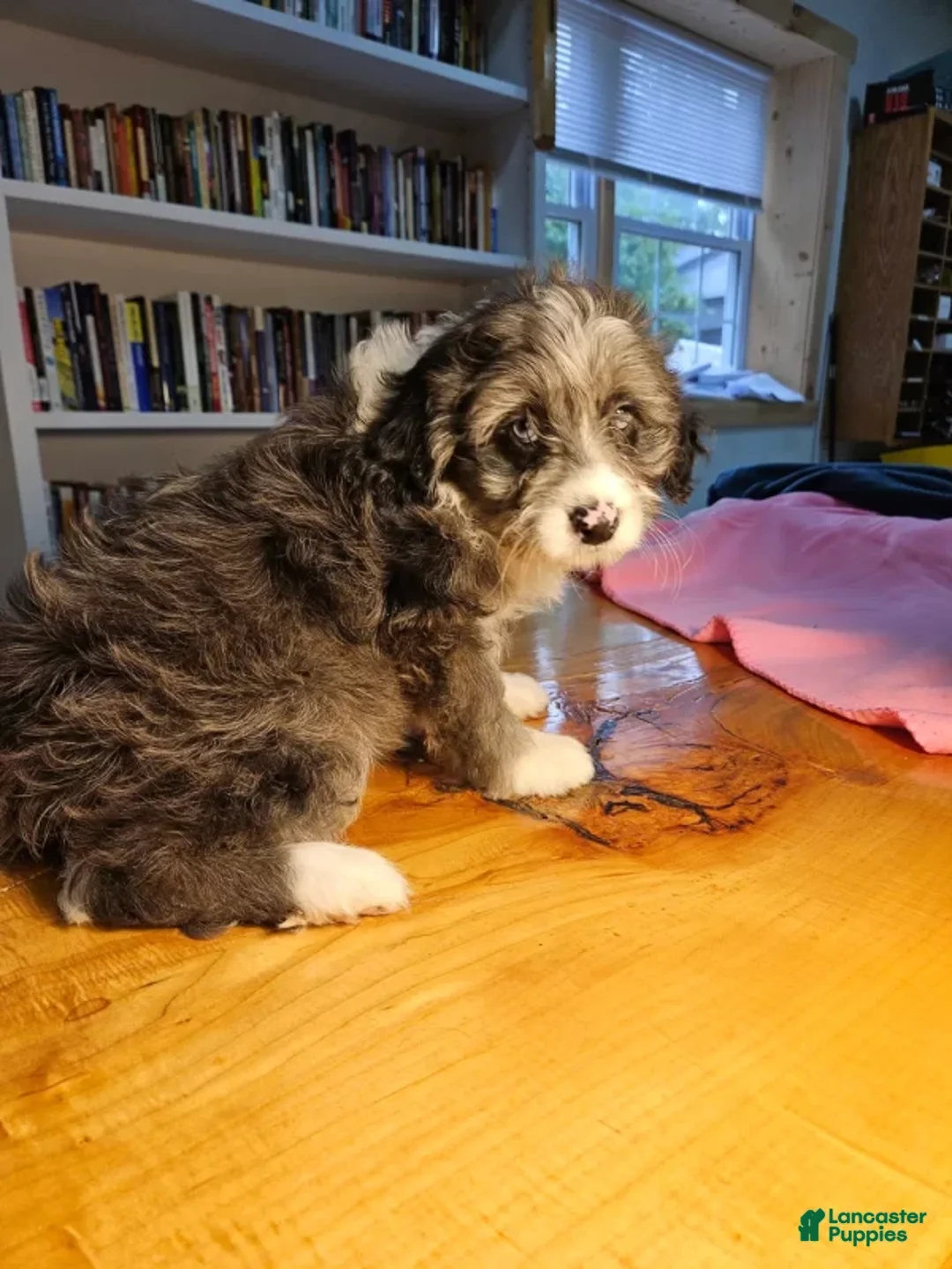 Mixed Breed dogs for sale: Cloud - Ad 2