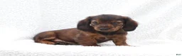 Miniature Dachshund dogs for sale: Peter - Ad 3