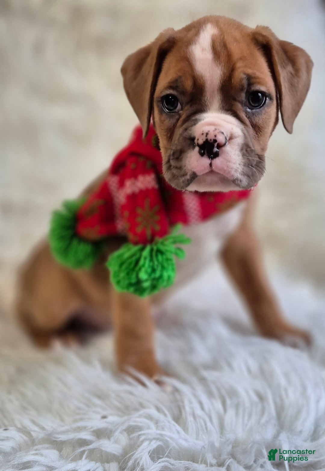 Boxer dogs for sale: Benny - Ad 1