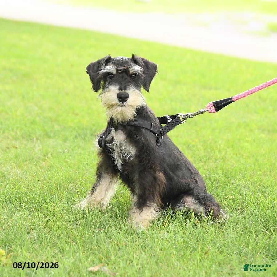 Miniature Schnauzer dogs Gavin - Ad 1