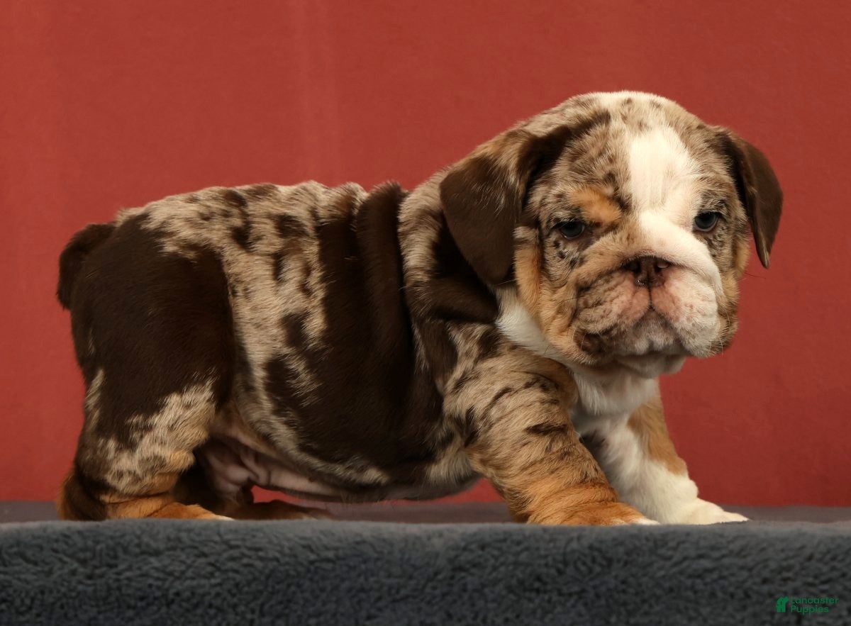 English Bulldog dogs Dozer - Ad 2