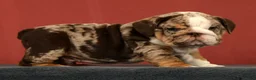 English Bulldog dogs for sale: Dozer - Ad 2