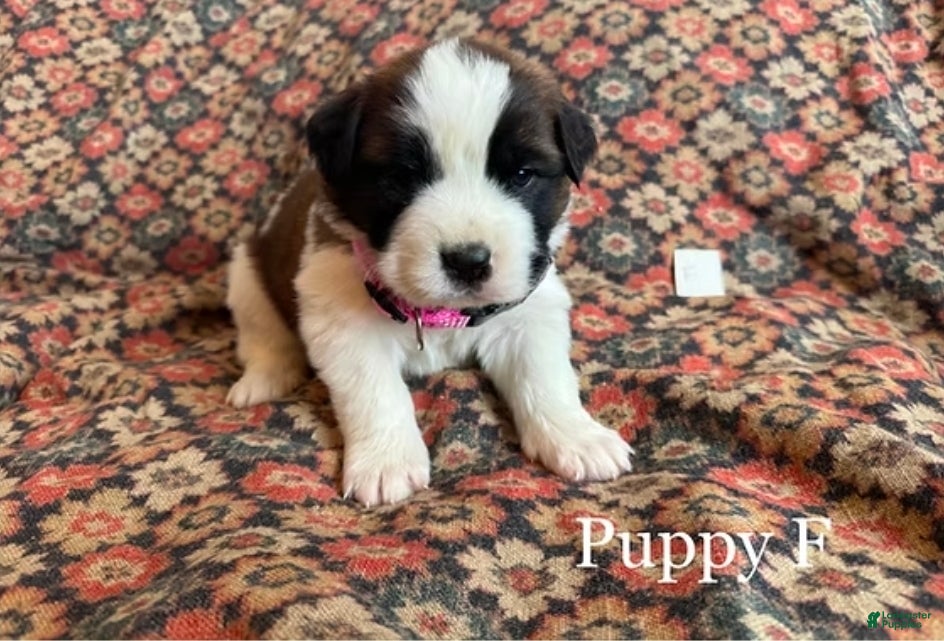 Saint Bernard dogs Saint Bernard Puppy 11 - Ad 35