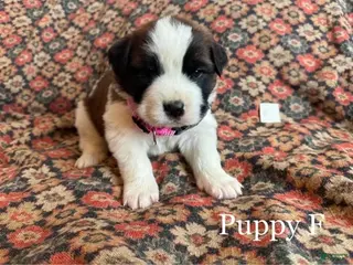 Saint Bernard dogs Saint Bernard Puppy 11 - Ad 35