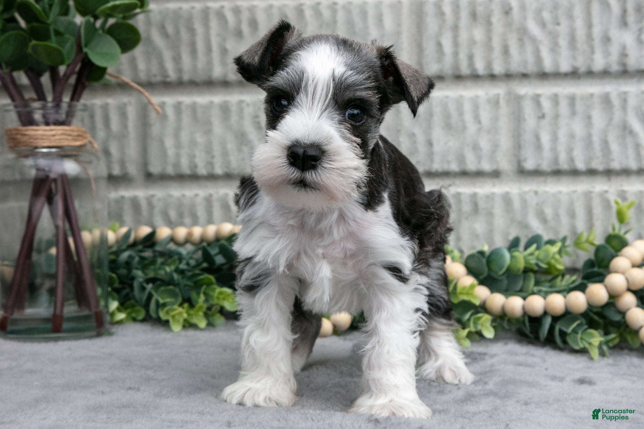 Miniature Schnauzer dogs Mickey - Ad 1