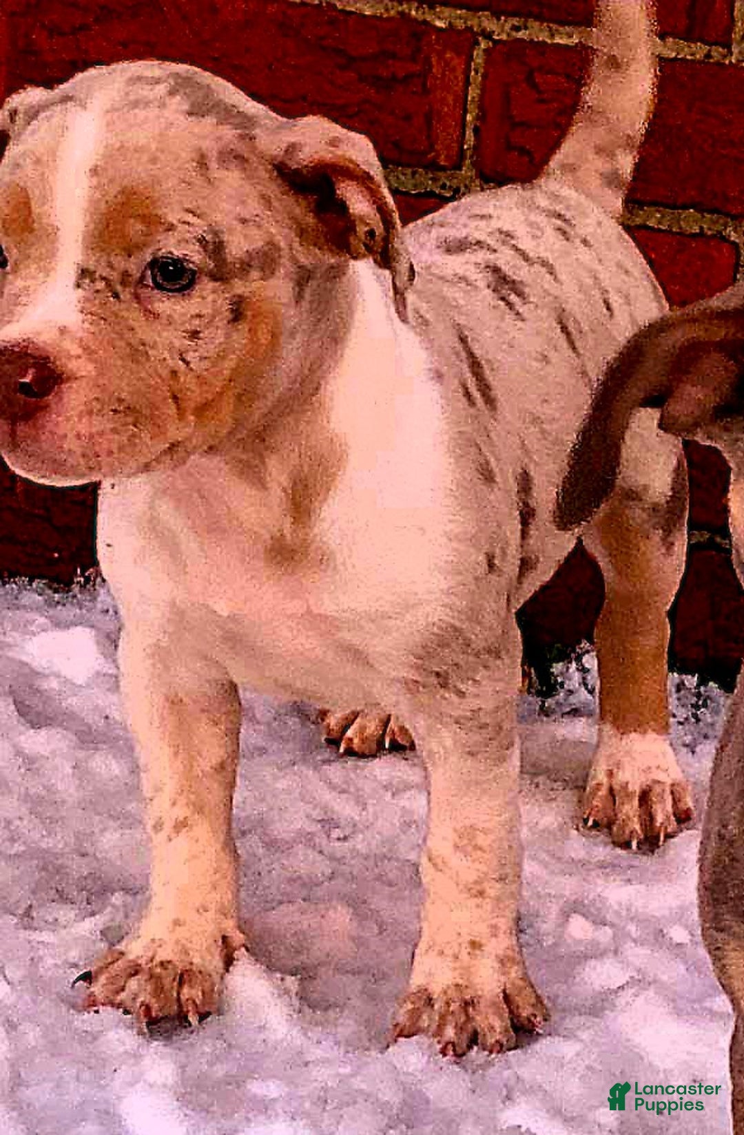 American Bully dogs for sale: "NICKI MINAJ" - Ad 2
