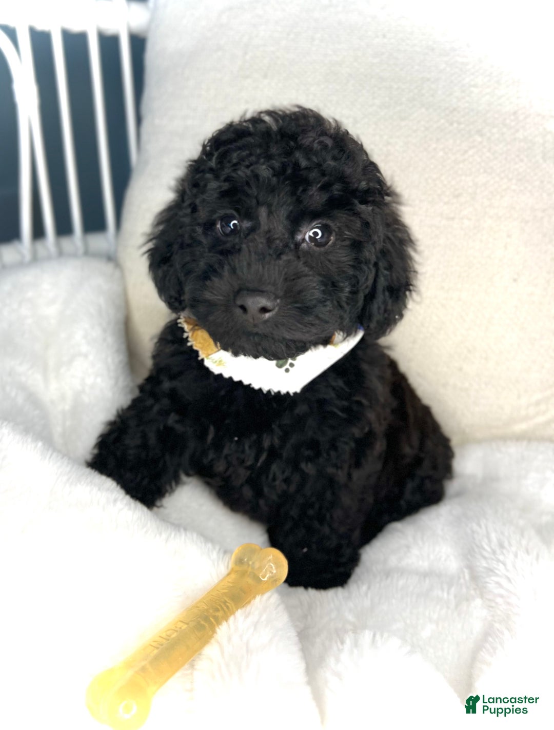 Toy Poodle dogs for sale: Toy Poodle Puppy 2 - Ad 11