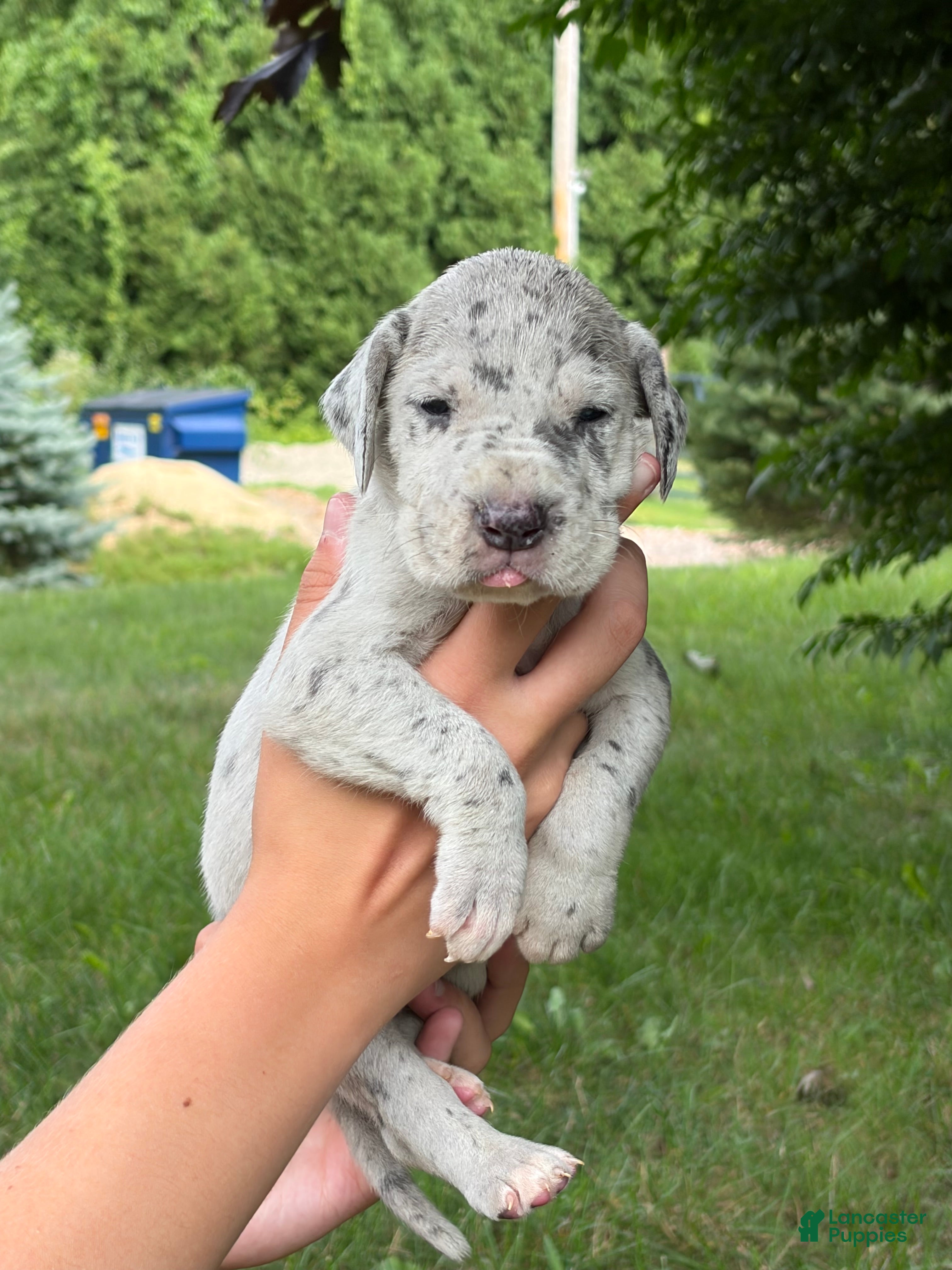 Great Dane dogs Savannah - Ad 2