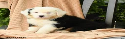 Australian Shepherd dogs for sale: Mateo  - Ad 2