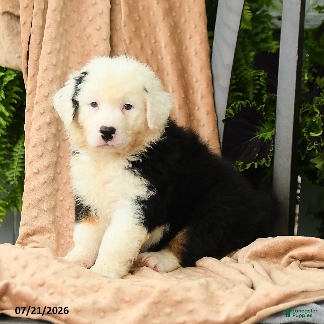 Australian Shepherd dogs for sale: Mateo  - Ad 2